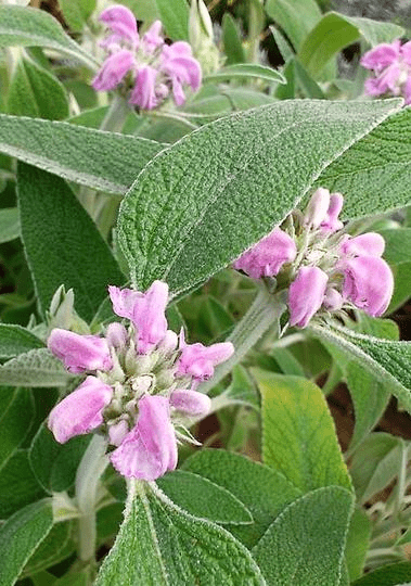 Des images de diff�rentes plantes